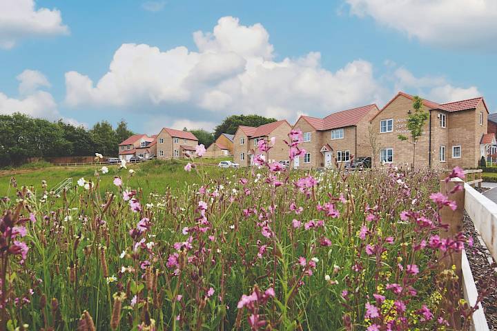 Wildflowers and new build homes
