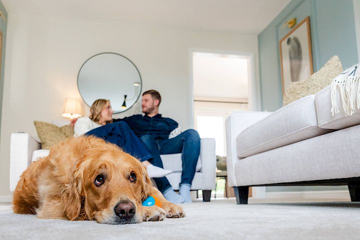 Dog resting head on carpet